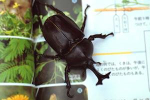 シロアリ駆除の専門｜アサンテが選ばれる理由と安心のサービス内容