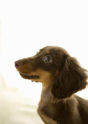 信頼の実績と安心のサービスが自慢！アサンテのシロアリ駆除サービス